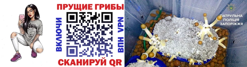 Псилоцибиновые грибы прущие грибы  Купить закладки  Болгар 